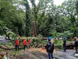 Cuaca Ekstrem, Pohon Tumbang di Kampus Unhas