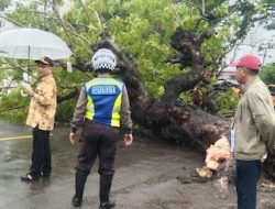 Akibat Cuaca Ekstrim, Seorang Pengendara di Jeneponto Tertimpa Pohon