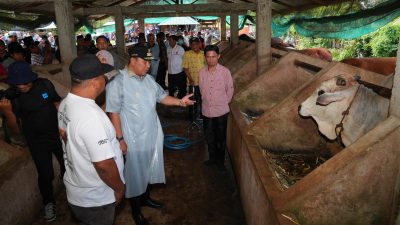 Kunjungi Bangsal Pasca Panen, Pj Gubernur Lihat Proses Inseminasi Buatan di Pinrang