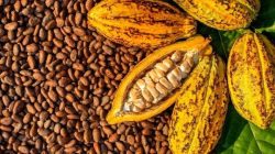 Harga Kakao tembus Rp130 Ribu Perkilogram di Bulukumba