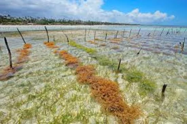 Ilustrasi budidaya rumput laut (Dok : Int).