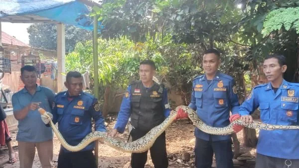 Damkar saat mengevakuasi ular sepanjang 5 meter (Dok : Ist).