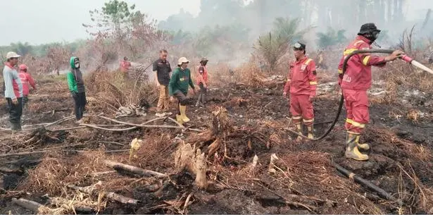 Proses penanganan Karhutlah yang terjadi dilahan Gambut Kecamatan Tommo, Mamuju (dok:ist)