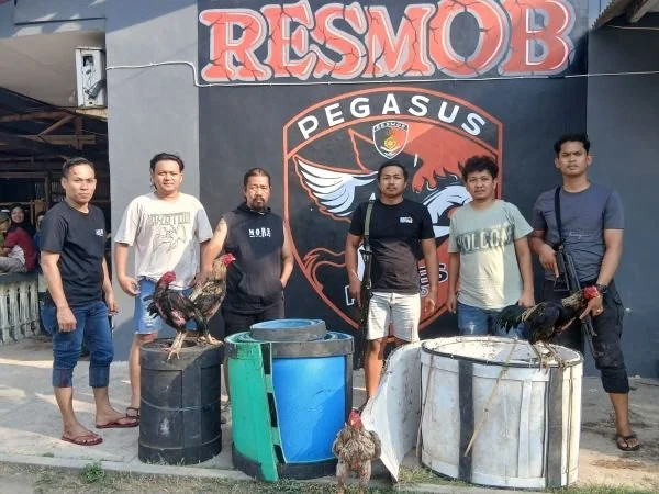 Tim Pegasus Resmob Sat Reskrim Polres Jeneponto, saat mengamankan sejumlah barang bukti judi sabung ayam di Kecamatan Tamalatea (Dok : ist).