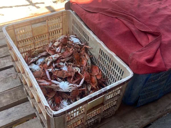 Kepiting rajungan yang diperoleh dari Kuri Caddi (Dok: Nofi KabarMakassar)