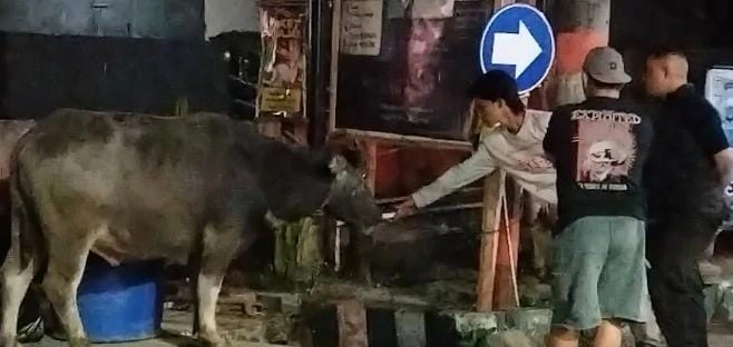 Kerbau yang berkeliaran di Takalar (Dok: Sholeh Sibali KabarMakassar)