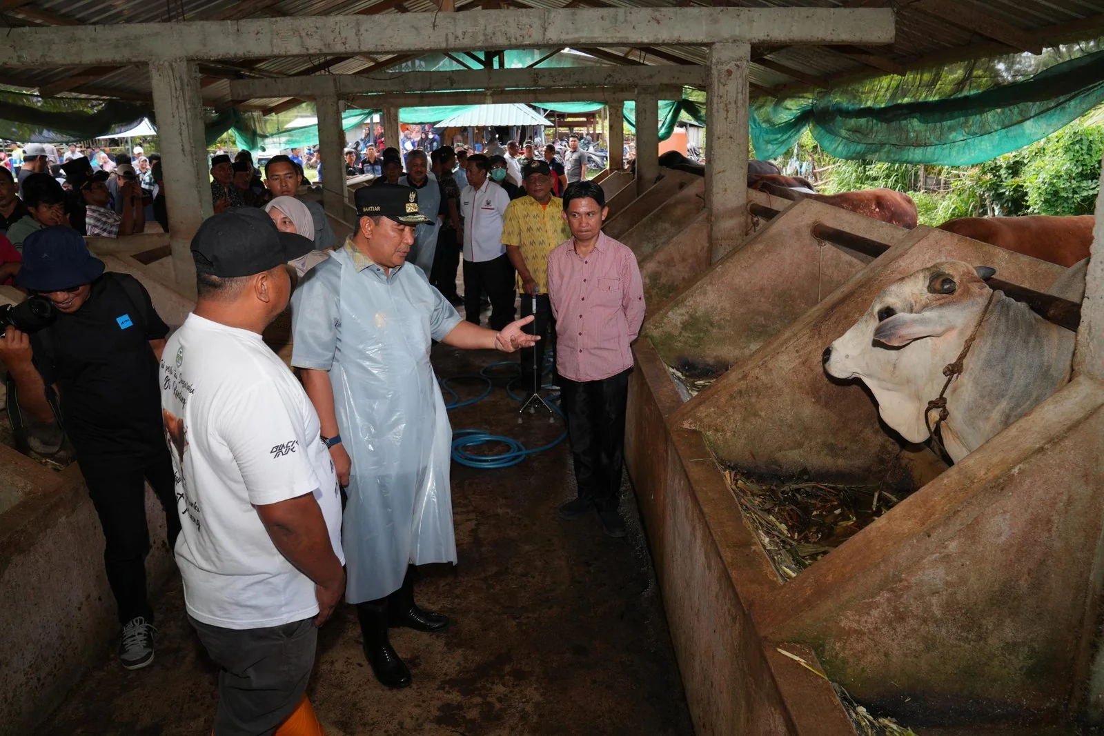 Pj Gubernur Sulsel, Bahtiar Baharuddin saat melihat proses Inseminasi Buatan di Kabupaten Pinrang.