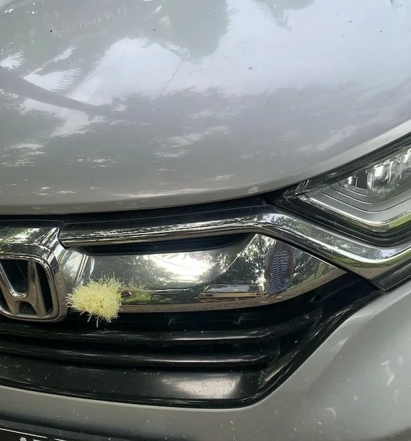 Mobil Honda CRV Tertancap Satu Mata Busur