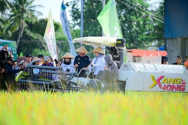 Wagub Sulsel Fatmawati Rusdi mengikuti panen raya di Pinrang (dok. Ist)