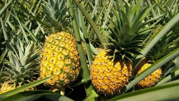 Buah nanas (Dok: Ist)