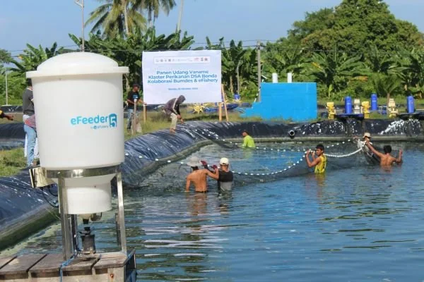 Panen Raya Udang Vename lewat program budidaya intensif KKP yang difasilitasi eFishery (Dok : Ist).