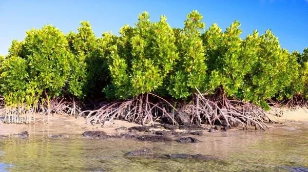 Ilustrasi Hutan Mangrove (Dok : Int).