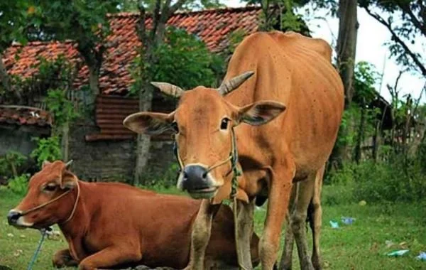 Ilustrasi Sapi Kurban. (Dok: Ist)