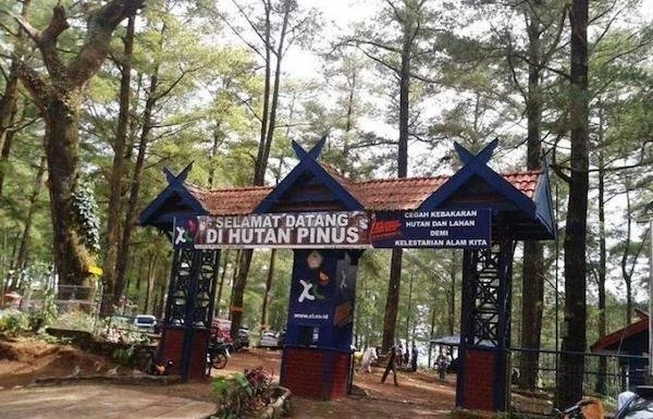 Hutan Pinus, salah satu destinasi wisata di daerah Malino, Kabupaten Gowa (dok. Ist)