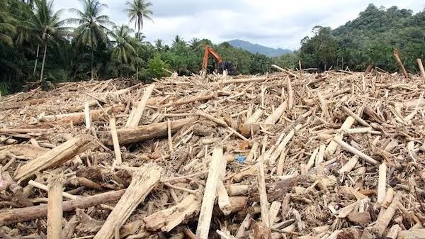 Kayu Gelondongan Usai Banjir Di Aceh, (Dok: Ist).