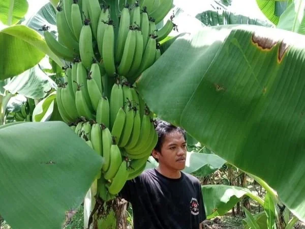 Salah satu petani yang membudidayakan pisang Cavendish (Dok : Ist).