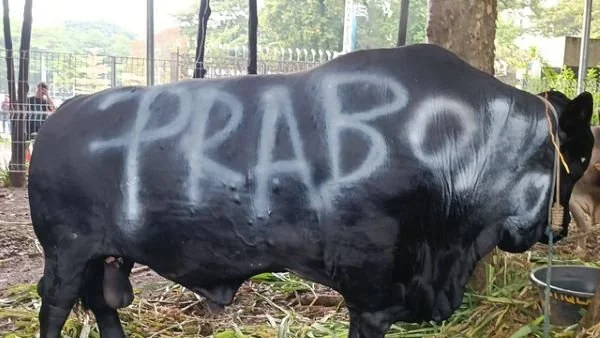 Sapi milik Prabowo menjadi yang paling mencolok dengan bobot diperkirakan mencapai 1.500 kilogram (Dok : int).