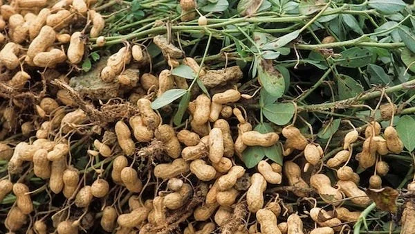 Kacang tanah (Foto : INT).