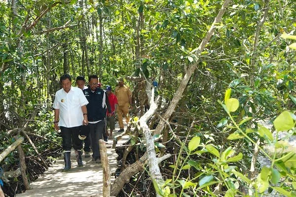 PJ Gubernur Sulbar saat meninjau kawasan mangrove di Kalukku (dok:Ist)
