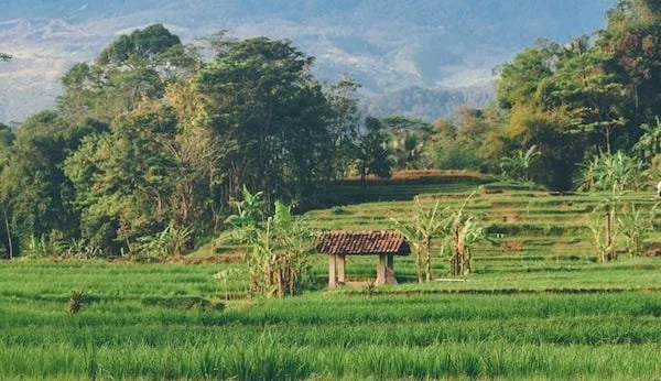 Ilustrasi sawah (Dok: Ist)