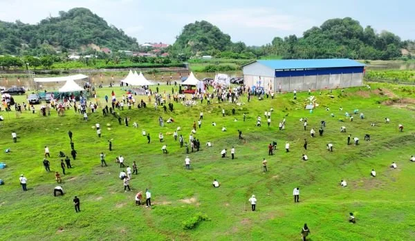 Penanaman pohon berskala besar di Wajo.