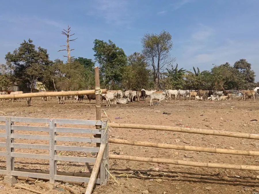 Area Kandang Sapi di TPA Antang (Dok: Sinta KabarMakassar)