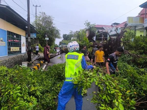Proses evakuasi pohon tumbang yang melintang di jalan menutup akses trans Sulawesi di Majene(dok:ist)