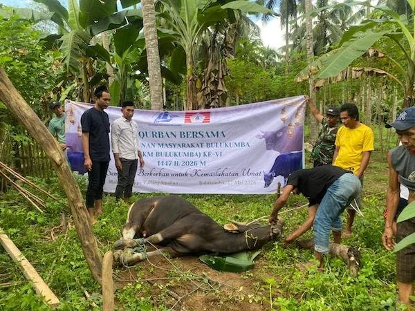 KM Bulukumba salurkan 13 ekor sapi untuk warga (Dok: Ist)