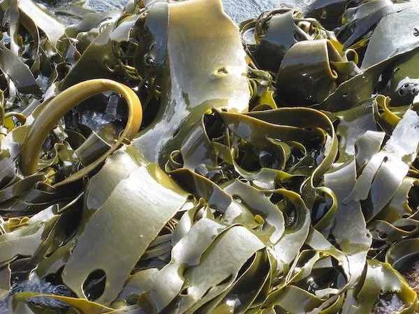 Ilustrasi rumput laut (Dok: Int)
