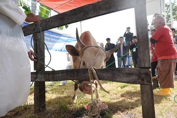 Kurban Bosowa Peduli (Dok: Ist).