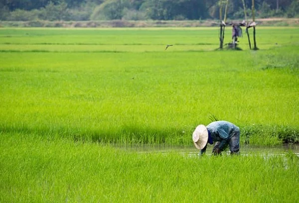 Petani (Dok : Int).