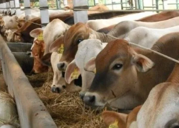 Sapi Kurban (Dok : int).