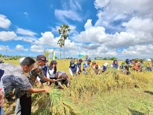 Kodim 1425 Jeneponto  bersama Dinas Pertanian Jeneponto saat menggelar kegiatan Panen Raya (Dok : Ist).