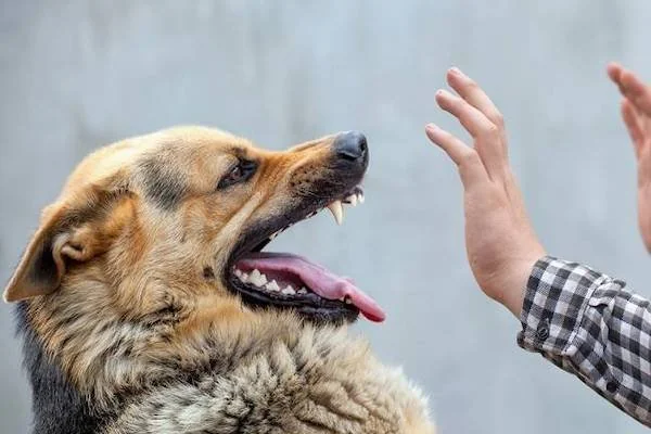 Ilustrasi anjing rabies (Dok: Int)