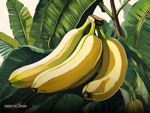 ilustrasi  pisang cavendish (dok kabarMakassar)