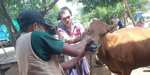 Jajaran Dinas Pertanian dan Peternakan Jeneponto saat memberikan obat antiseptik dan disinfektan serta suntikan injeksi ke ternak sapi warga. (Foto/ist).