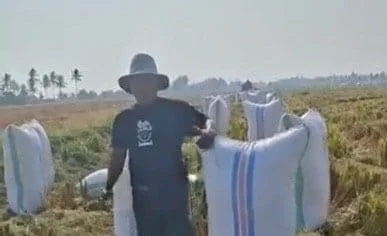 Sawah di Sidrap hasilkan gabah 7,1 ton usai sempat dinyatakan nyaris puso (Dok: Ist)
