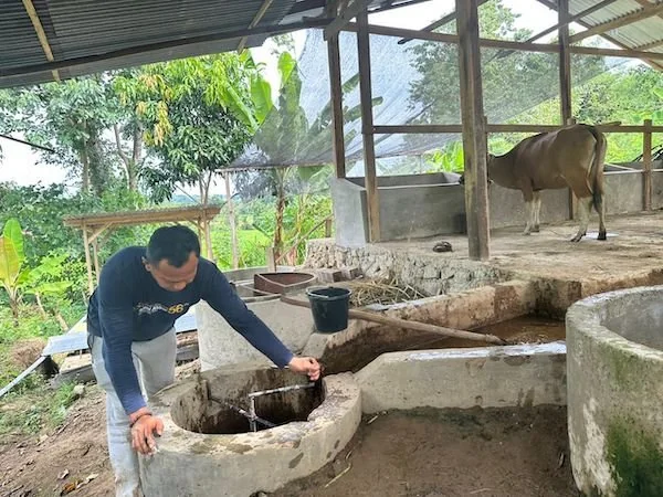 Aktivitas pengelolaan limbah ternak sapi di area kandang yang terintegrasi dengan instalasi biogas.