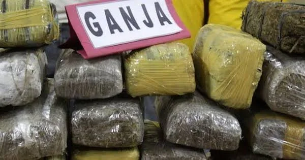 Ilustrasi penyelundupan narkotika golongan I jenis ganja. Foto IST