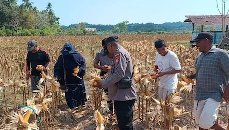para pejabat desa dan pihak kepolisian menggelar panen raya jagung di Kecamatan Pasimasunggu Timur, Kabupten Kepulauan Selayar (Dok:Ist)