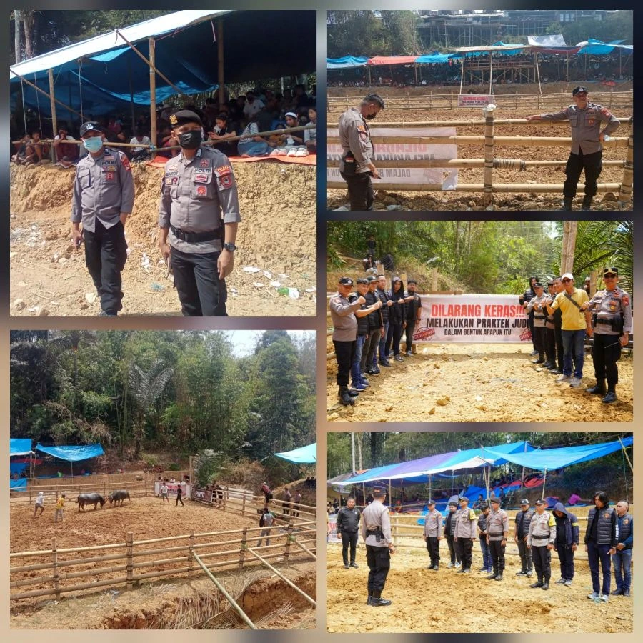 Personel Polres Toraja Utara melakukan pengamanan tradisi ma’pasilaga tedong di Kecamatan Tondon (Dok: Ist)