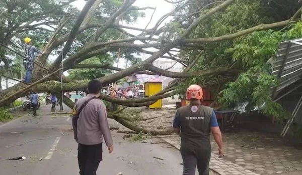Pohon Tumbang (Dok: Ist).