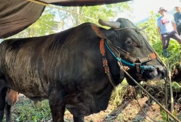 Sapi Kurban Presiden. (Dok: Ist)