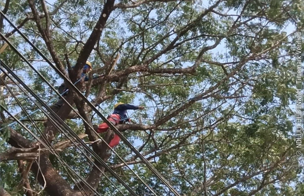 Petugas PLN UP3 Makassar Selatan dan ULP Sungguminasa melakukan pemangkasan pohon untuk mencegah gangguan jaringan listrik (Dok: Ist)