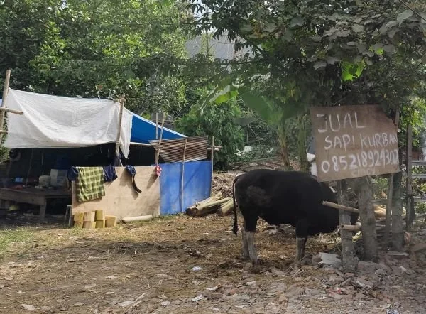 Kondisi hewan kurban yang dijual masyarakat di Makassar (Dok : Hanifah KabarMakassar).