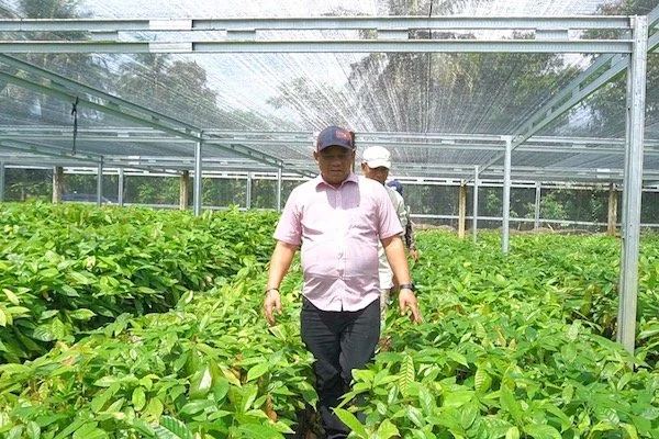 Pemkab Luwu Dorong Pengembangan Bibit Unggul Kakao dan Pala