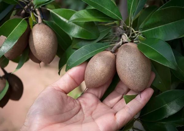 Ini Manfaat Sawo yang Tak Banyak Orang Tahu!