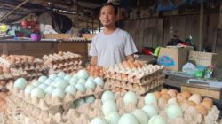 Harga Telur di Makassar Naik, Pedagang Sebut Dampak MBG dan Tekanan Nataru