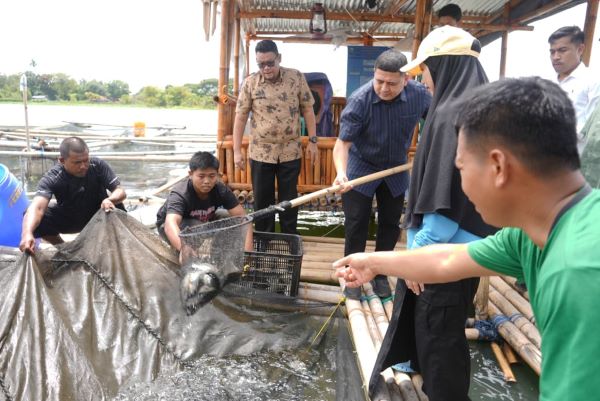 Makassar Panen 25 Ribu Ikan di Maccini Sombala