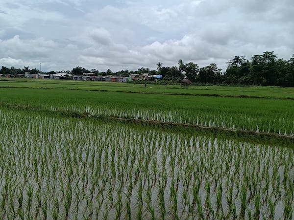Dorong Pertanian Modern, Kementan Naikkan Status Balai di Seluruh Provinsi